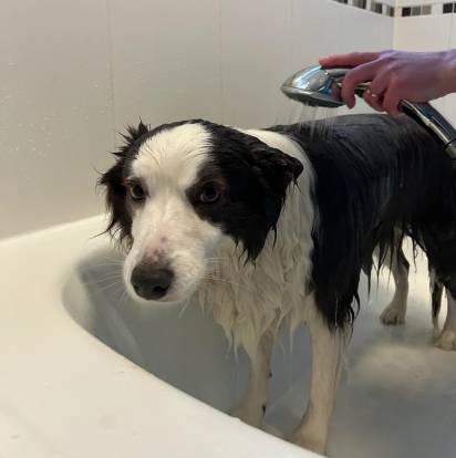 Un Border Collie dans une baignoire et se faisant laver