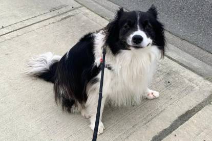 Un Border Collie assis sur un trottoir et qui est tenu en laisse