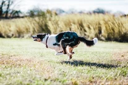Un Border Collie courant sur un terrain herbeux