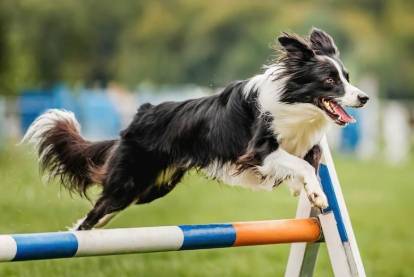 Un Border Collie sautant par dessus une barre