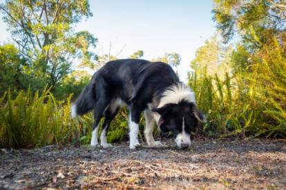 Un Border Collie renifle le sol