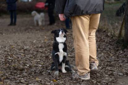 Un Border Collie assis devant son ma&icirc;tre
