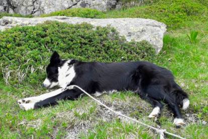 Un Border Collie allong&eacute; sur une surface herbac&eacute;e