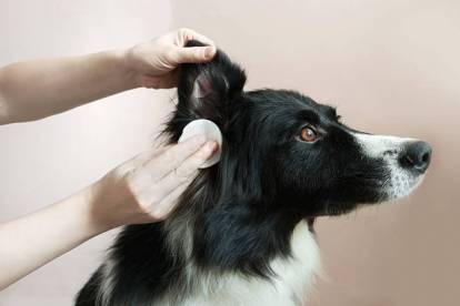 Un Border Collie se faisant nettoyer les oreilles