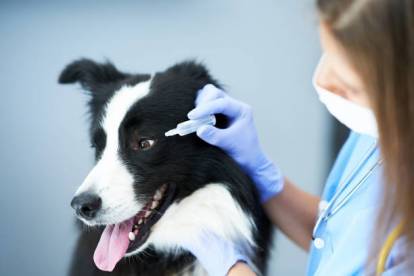 Un Border Collie chez la v&eacute;t&eacute;rinaire recevant un produit sur les yeux