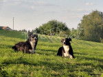 Gael und Aleshanee - Border Collie Femelle (2 ans)