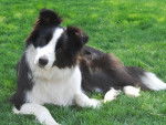 Shoreland's Blaze In My Heart - Border Collie Mâle (3 ans)