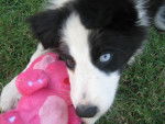 Maya - Border Collie Femelle (6 mois)