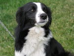 Dog - Border Collie Femelle (10 mois)