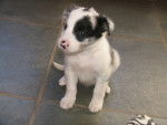 Marley - Border Collie Mâle (5 mois)