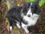 Elronne - Border Collie Femelle (1 an)