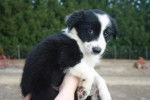 lestat - Border Collie Mâle (2 mois)