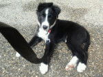 daemon - Border Collie Mâle (5 mois)