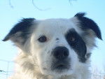 Lady - Border Collie Femelle (6 ans)