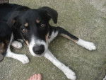 lizzie - Border Collie Femelle (2 ans)