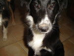danette - Border Collie Femelle (1 an)