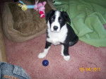 holly - Border Collie Femelle (2 ans)