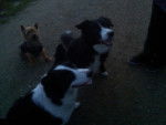 choupette ( yorkshire), gina( border collie avec le cou blanc), turbo ( mon ancien border collie) - Border Collie
