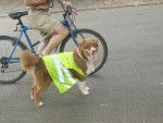 Un Border Collie portant un gilet jaune fluorescent, avec à côté de lui une personne à vélo