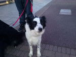 Maggy - Border Collie Femelle (7 ans)