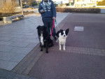 Falko et Maggy - Border Collie