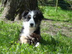 ma doudounette^^ - Border Collie Femelle (4 mois)
