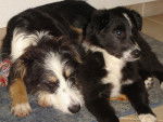 mes BBS - Border Collie Femelle