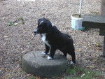 ma ninie chérie - Border Collie Femelle (1 mois)