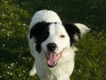 evrest - Border Collie Mâle (10 mois)