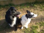 Falko et Maggy - Border Collie