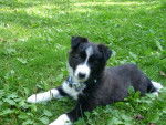 Iris - Border Collie Femelle (1 mois)