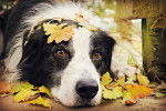 Jeniffer - Border Collie Femelle (4 ans)