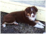 Jessy - Border Collie Femelle (9 mois)
