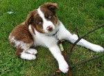 Jessy - Border Collie Femelle (8 mois)