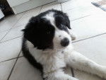 Jenaro - Border Collie Mâle (2 mois)