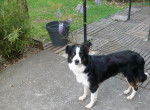 Ida - Border Collie Femelle (7 mois)