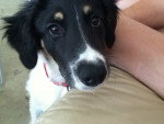 Jessie - Border Collie Femelle (4 mois)