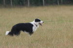 Harkos - Border Collie Mâle (1 an)