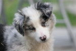 Belle - Border Collie Femelle (5 mois)