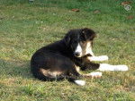Flamby - Border Collie Mâle
