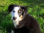 Jacky - Border Collie Mâle (3 mois)