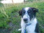 Stoke - Border Collie Mâle (2 mois)