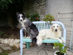Rimelle Golden et Vaya Border Collie - Border Collie