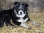 max border collie - Border Collie