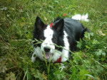 Charly Border Collie - Border Collie