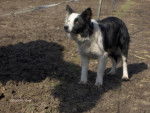border collie jaylis - Border Collie