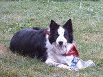 Charly Border Collie - Border Collie