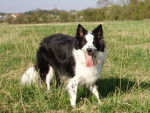 Charly Border Collie - Border Collie
