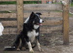 max border collie - Border Collie