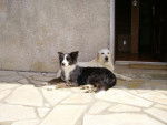 Rimelle Golden et Vaya Border Collie - Border Collie